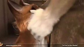 Forbidden A Hot Compilation Of 70+ Furry Animated Blowjob Gifs